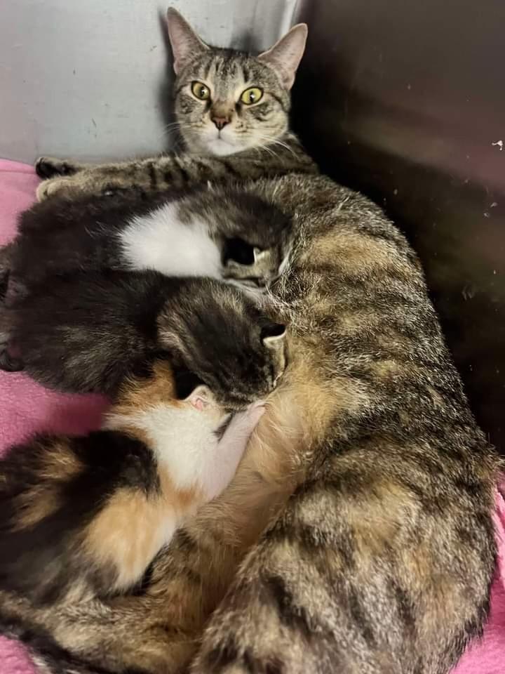 Enlarge Momma Rosemay, a Adoptable Domestic Short Hair in Elverson, PA image 2/3