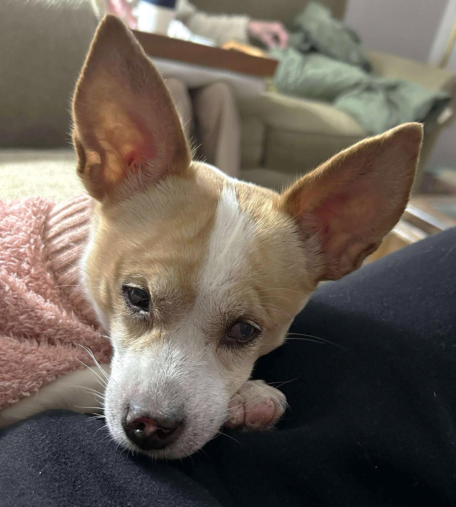 Truly Scrumptious TX, Adopted, Senior Female Chihuahua.