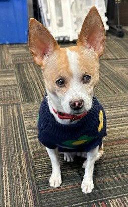 Enlarge Truly Scrumptious TX, a Adopted Chihuahua in Boonton, NJ image 2/3