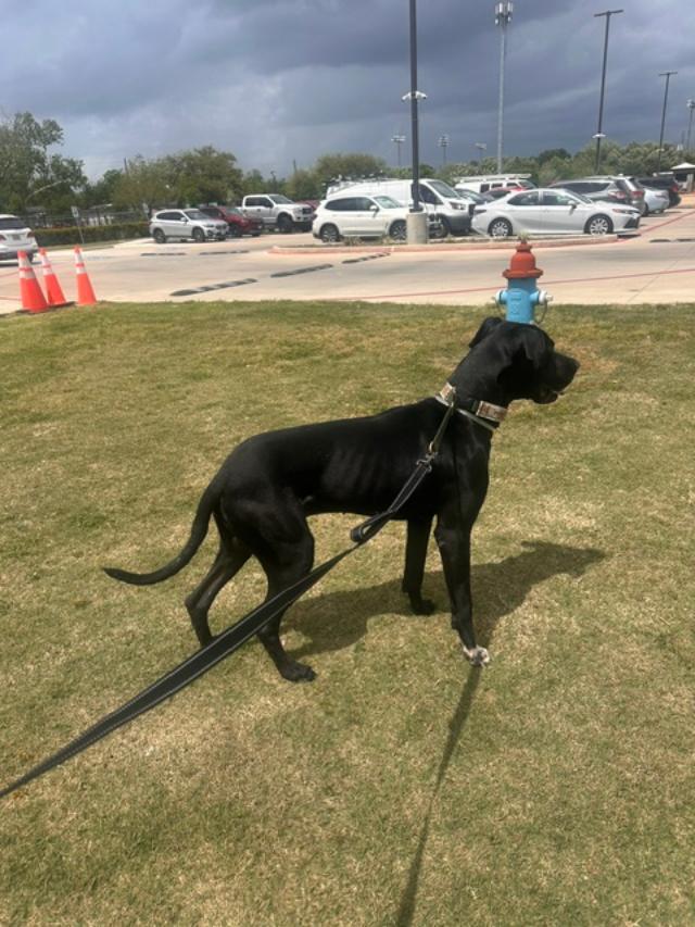 Enlarge Miles, a ADOPTABLE Great Dane in Houston, TX image 3/3