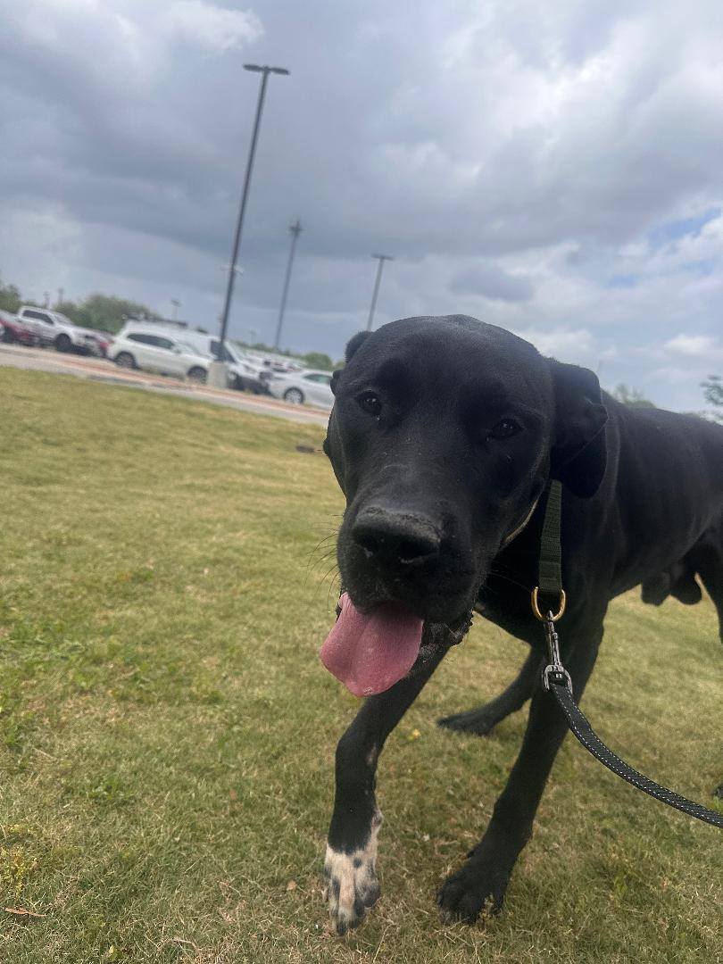 Enlarge Miles, a ADOPTABLE Great Dane in Houston, TX image 2/3