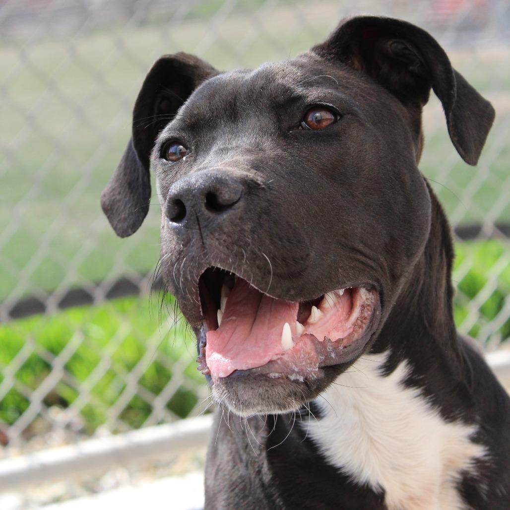 Enlarge Salem, a Adoptable mixed breed in McPherson, KS image 2/6