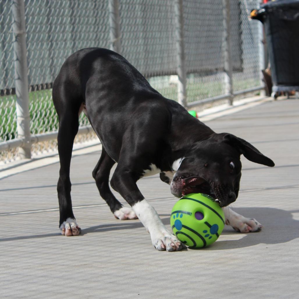Enlarge Salem, a Adoptable mixed breed in McPherson, KS image 3/6