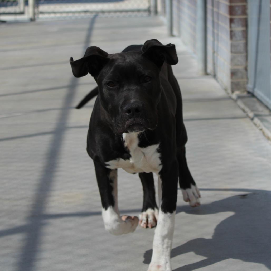 Enlarge Salem, a Adoptable mixed breed in McPherson, KS image 4/6