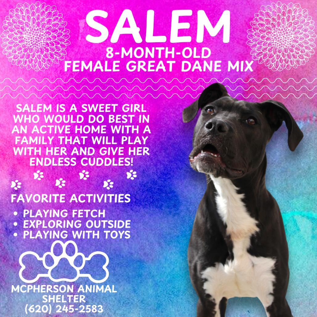 Enlarge Salem, a Adoptable mixed breed in McPherson, KS image 5/6