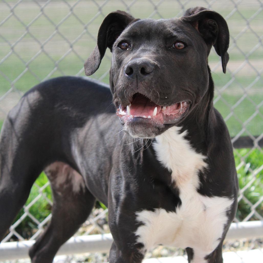 Salem, Adoptable, Young Female Great Dane & Pit Bull Terrier.