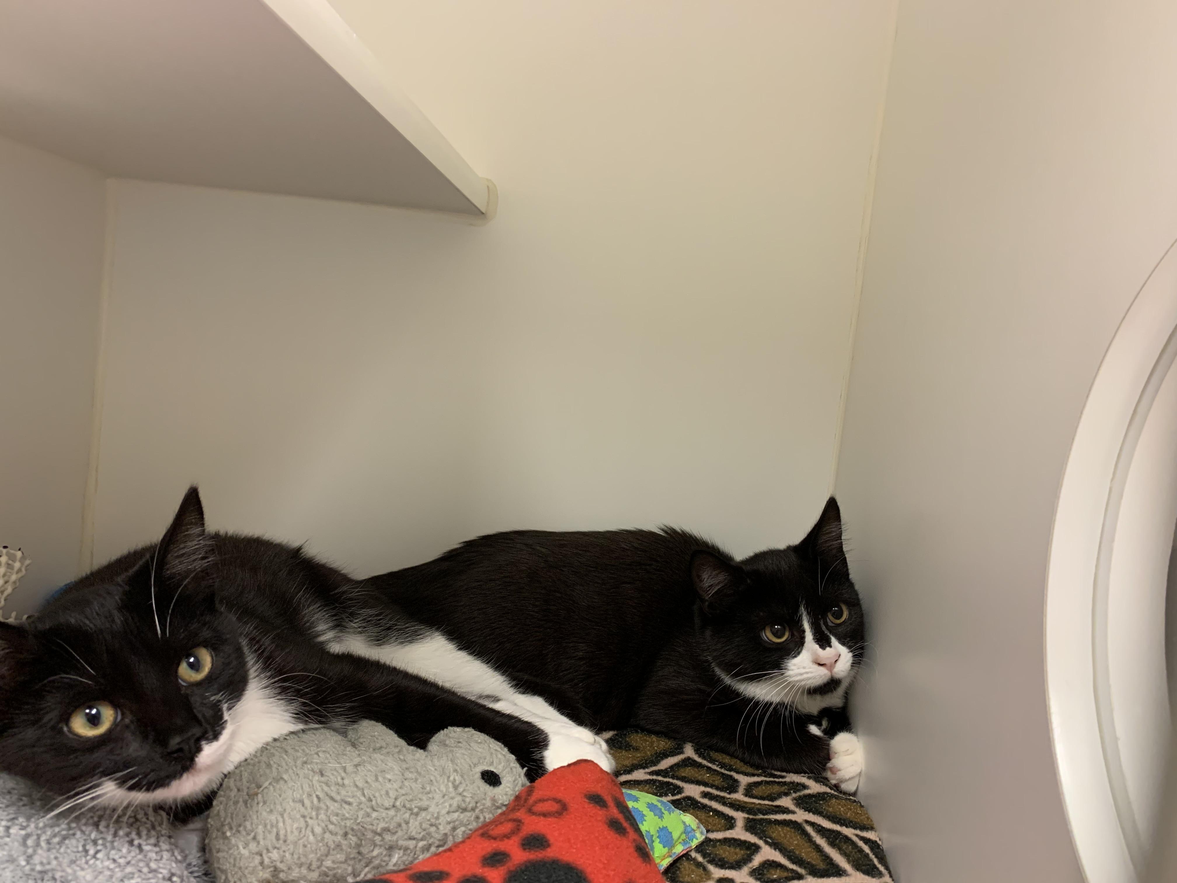 Enlarge Memphis, a Adopted Domestic Short Hair in Terryville, CT image 1/5
