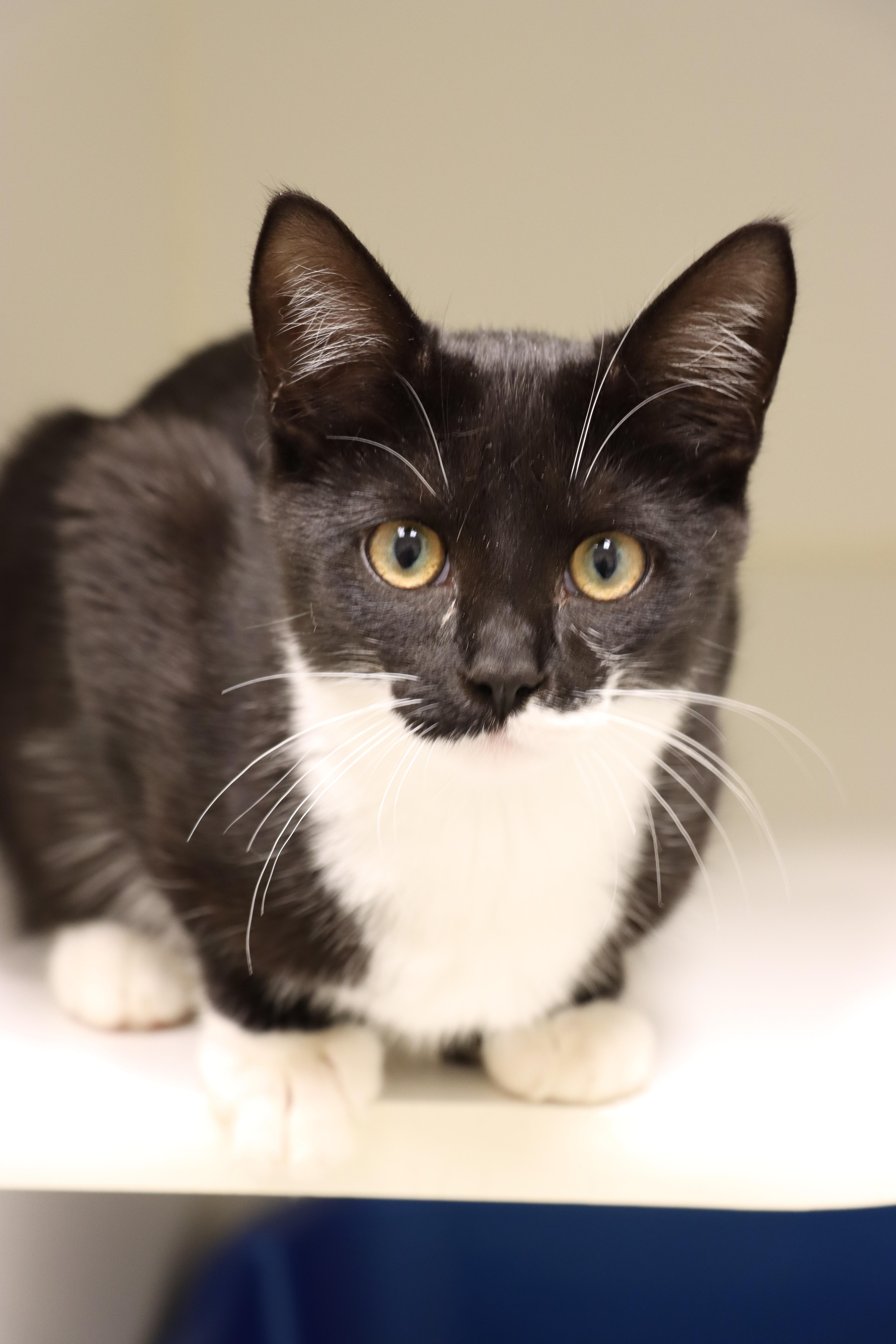 Enlarge Memphis, a Adopted Domestic Short Hair in Terryville, CT image 2/5