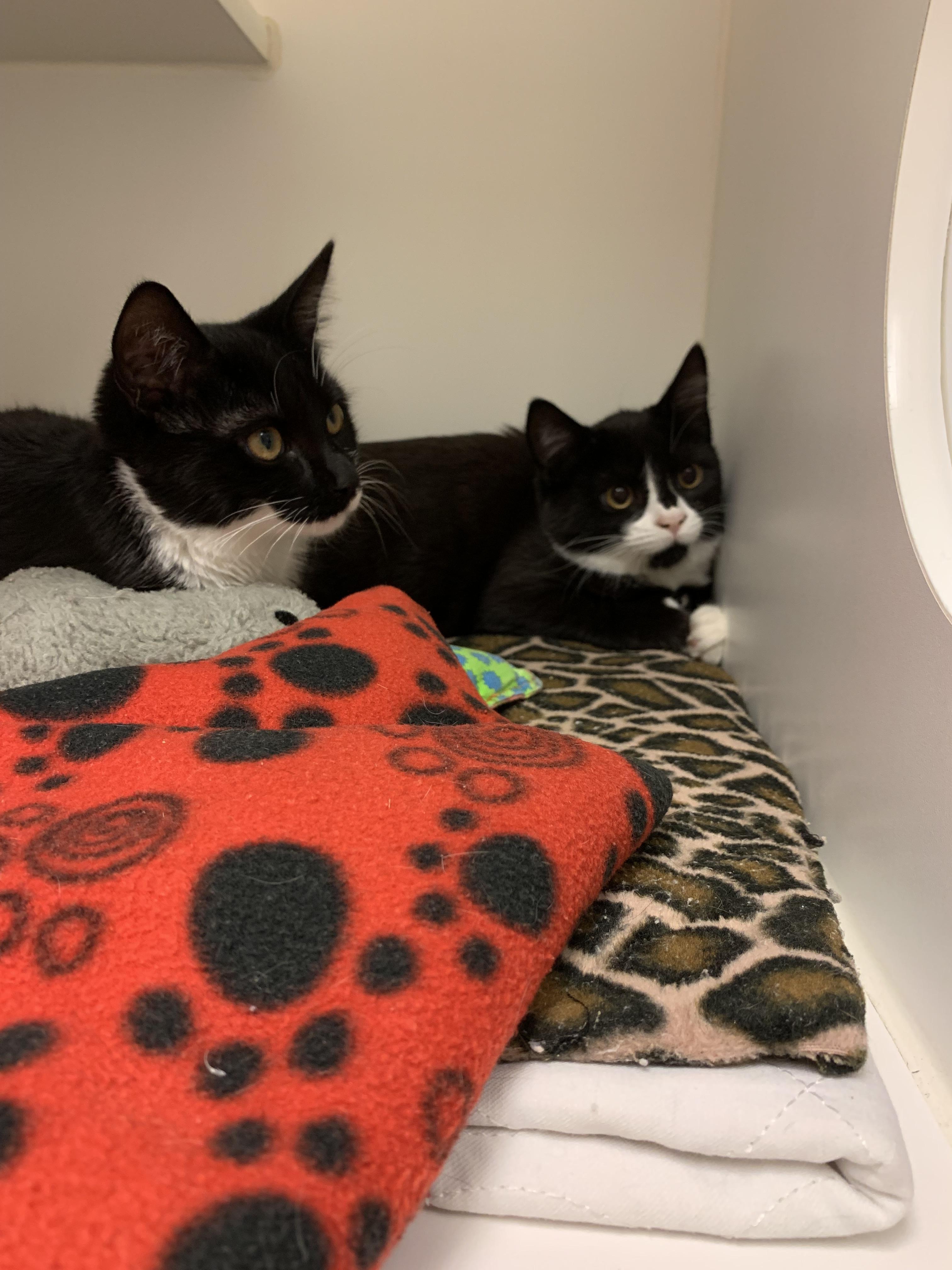 Enlarge Memphis, a Adopted Domestic Short Hair in Terryville, CT image 3/5