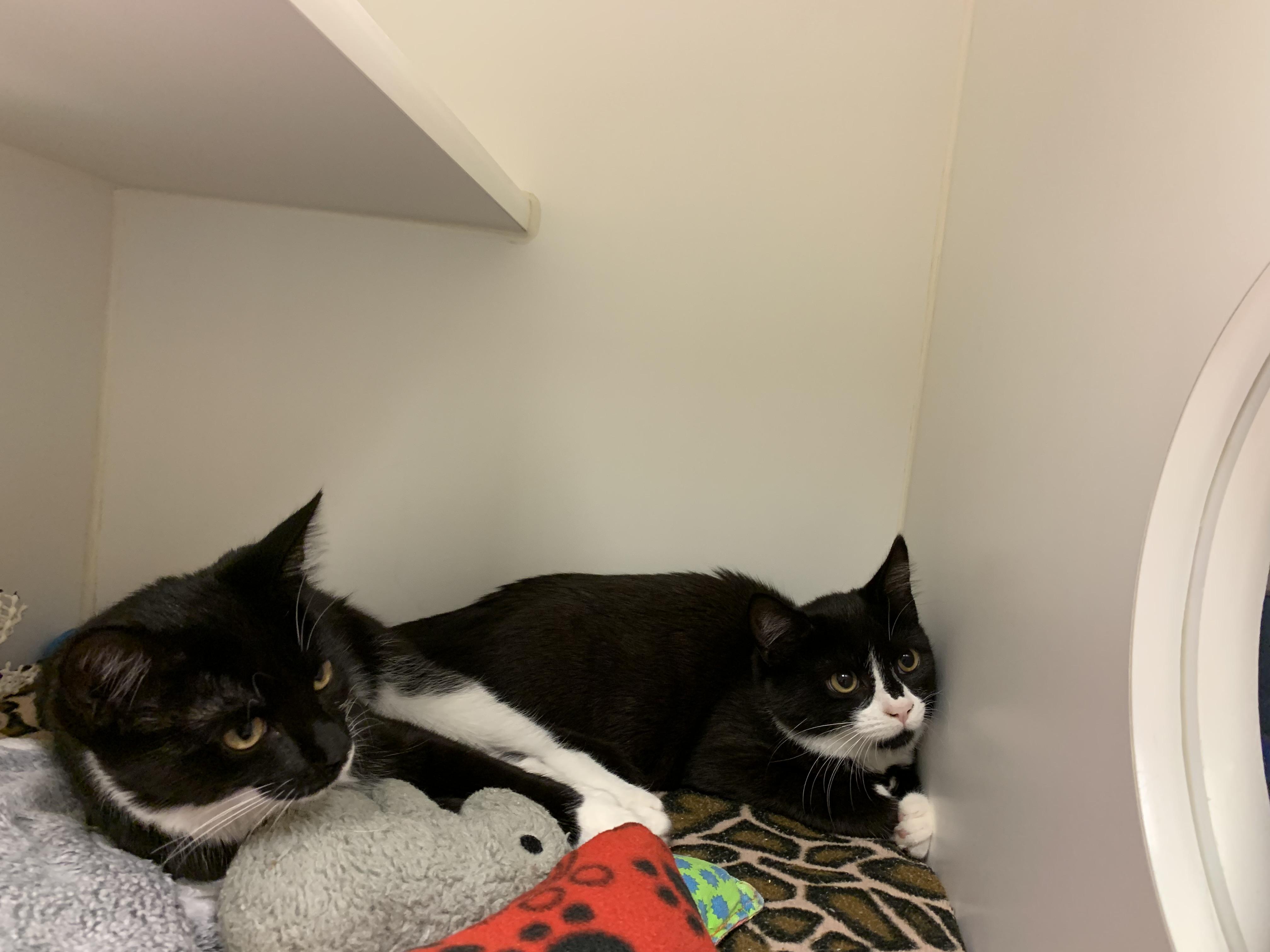 Enlarge Memphis, a Adopted Domestic Short Hair in Terryville, CT image 4/5