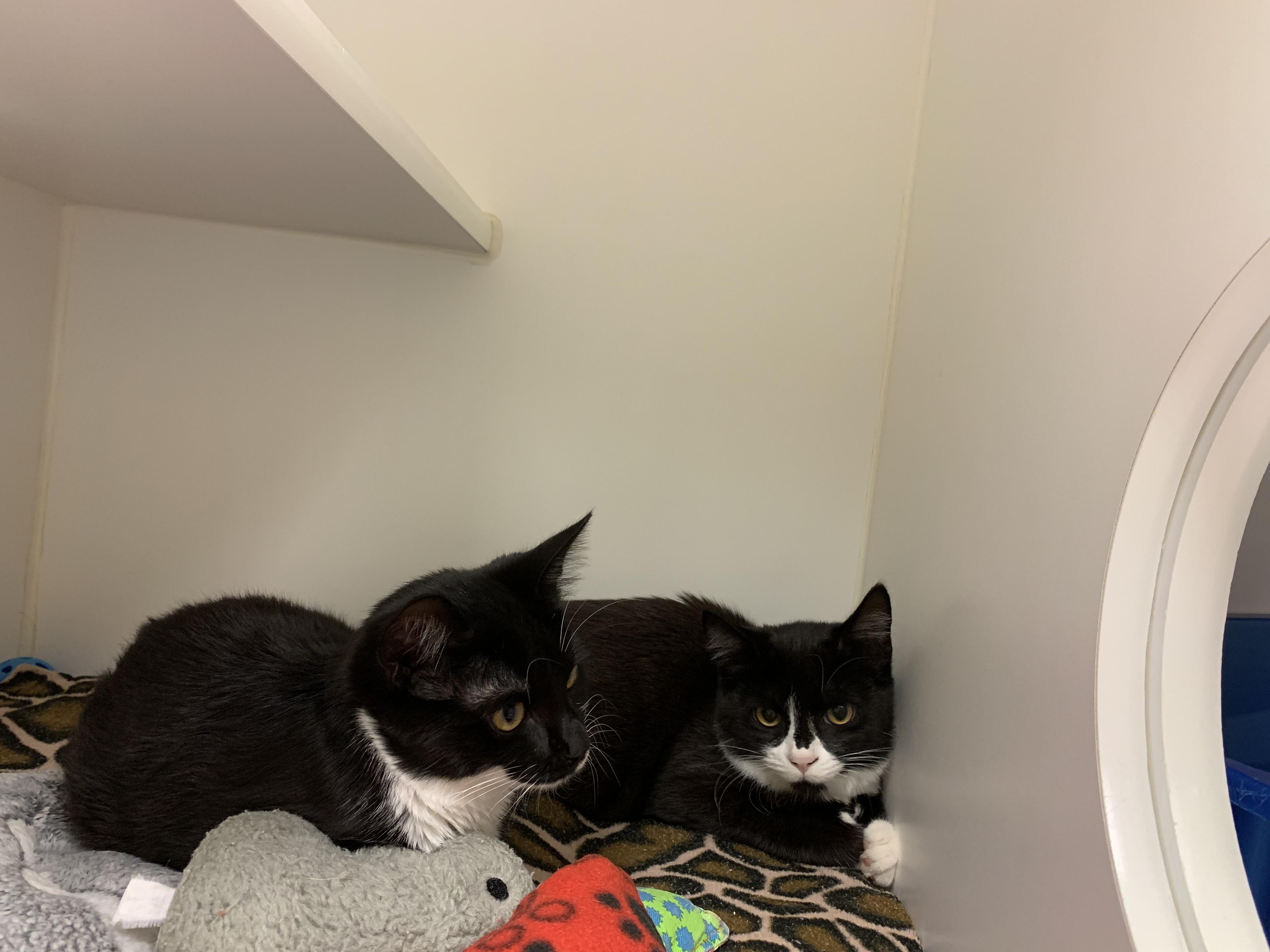Enlarge Memphis, a Adopted Domestic Short Hair in Terryville, CT image 5/5