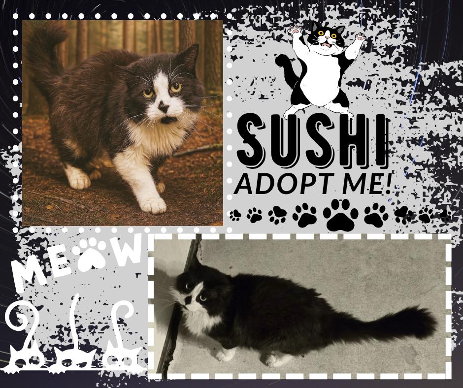 Enlarge Sushi, a Adoptable Domestic Long Hair in Paris, IL image 1/1