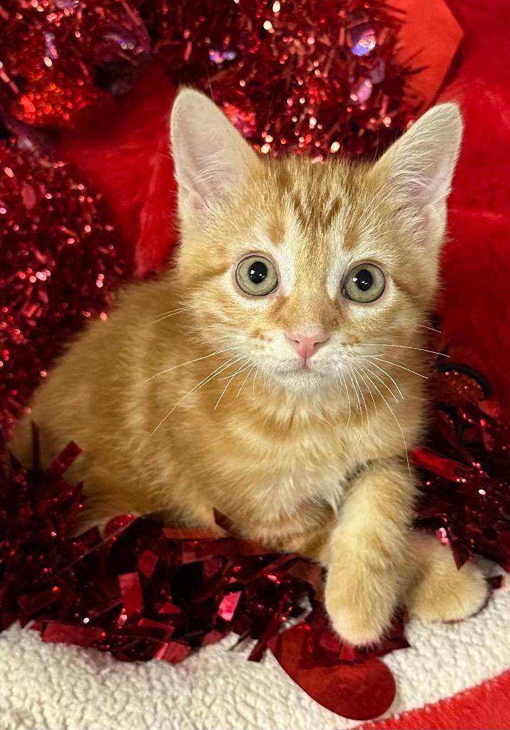 Enlarge 12/18/25 Flan, a Adoptable mixed breed in Stillwater, OK image 1/1