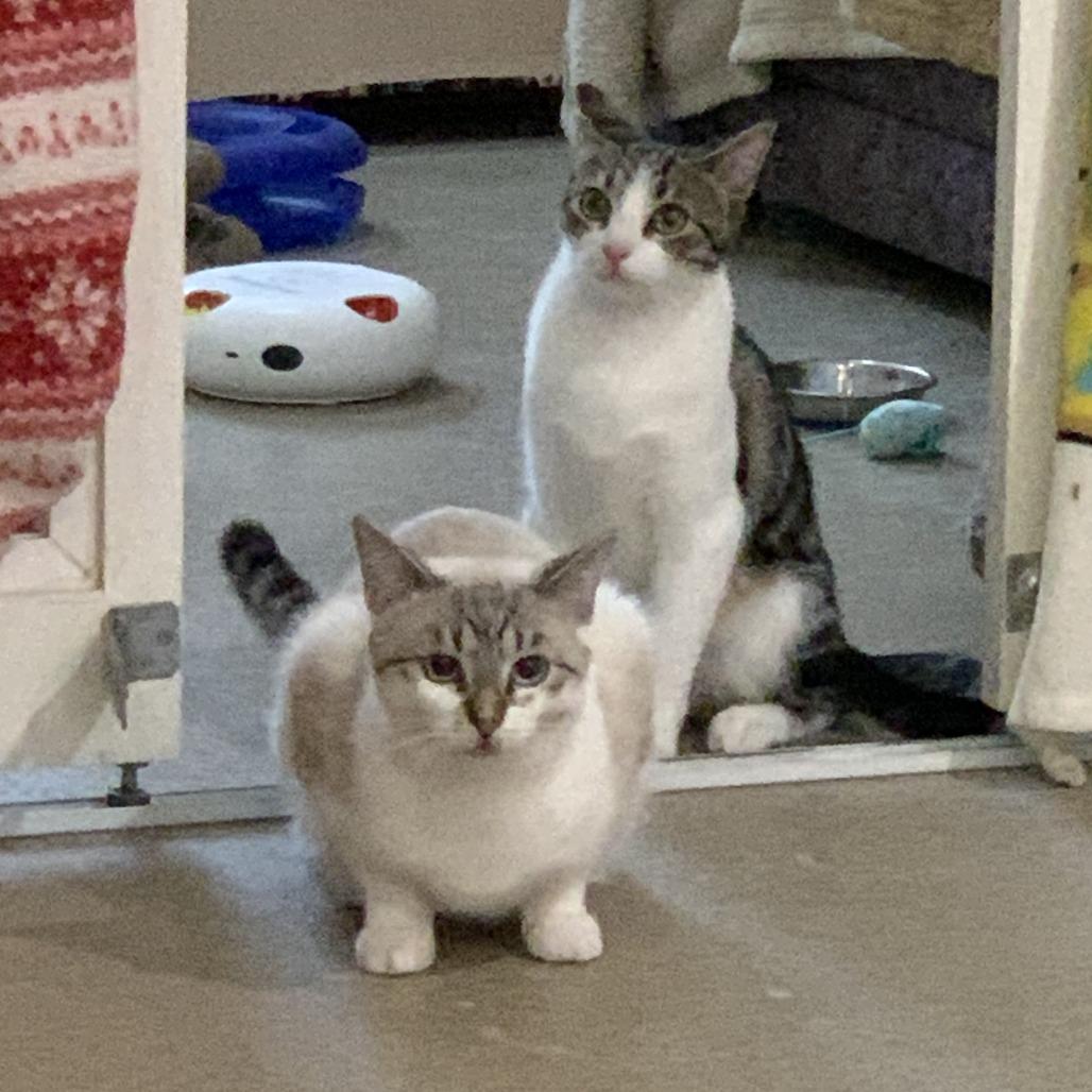 Sizzle with Indie — thumbnail 2