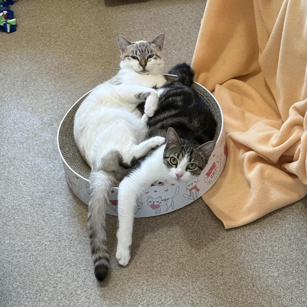 Sizzle with Indie — thumbnail 3