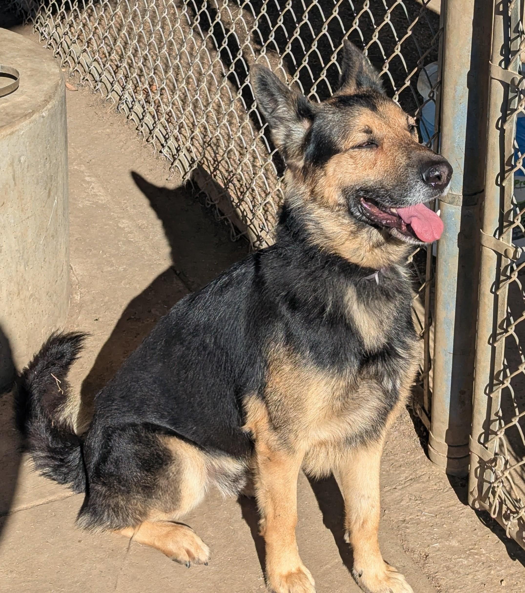 Enlarge King*A214626, an adopted mixed breed in Plano, TX image 3/6