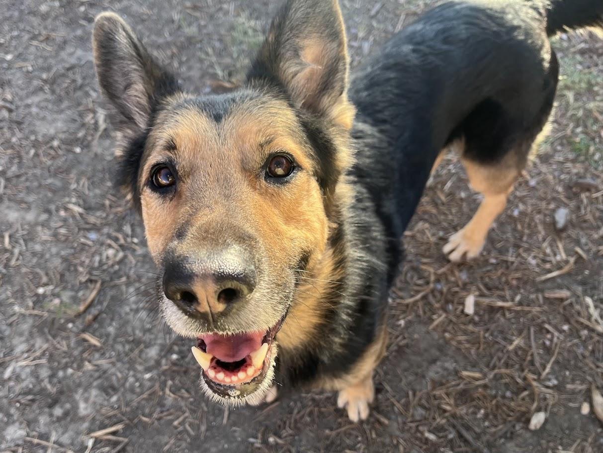 Enlarge King*A214626, an adopted mixed breed in Plano, TX image 4/6