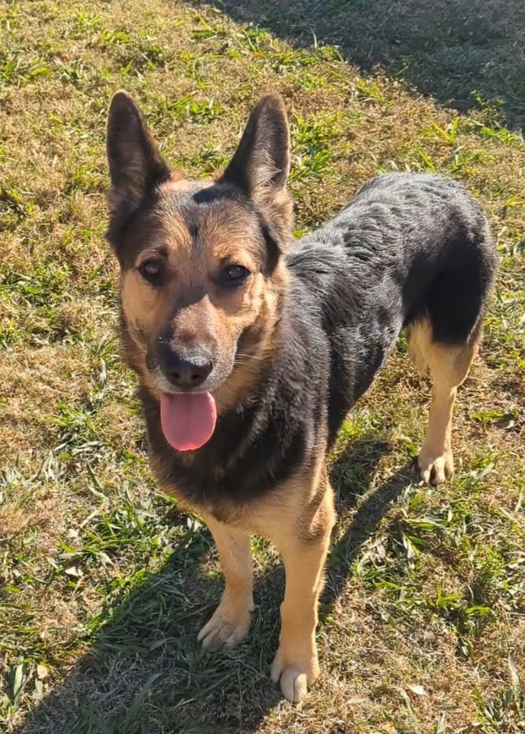 King*A214626, Adoptable, Adult Male German Shepherd Dog.