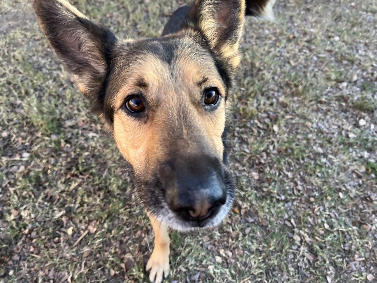 Enlarge King*A214626, an adopted mixed breed in Plano, TX image 6/6