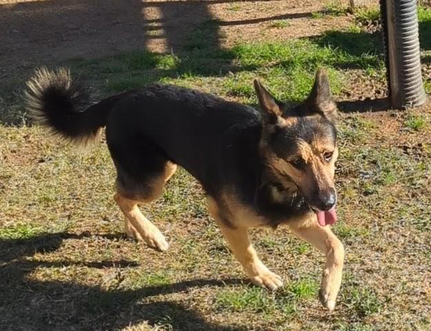 Enlarge King*A214626, an adopted mixed breed in Plano, TX image 5/6