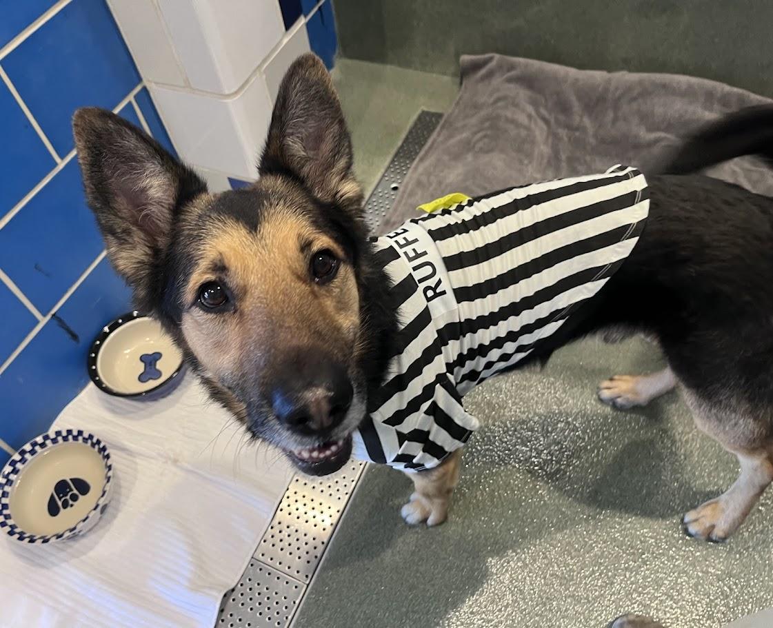 Enlarge King*A214626, an adopted mixed breed in Plano, TX image 2/6