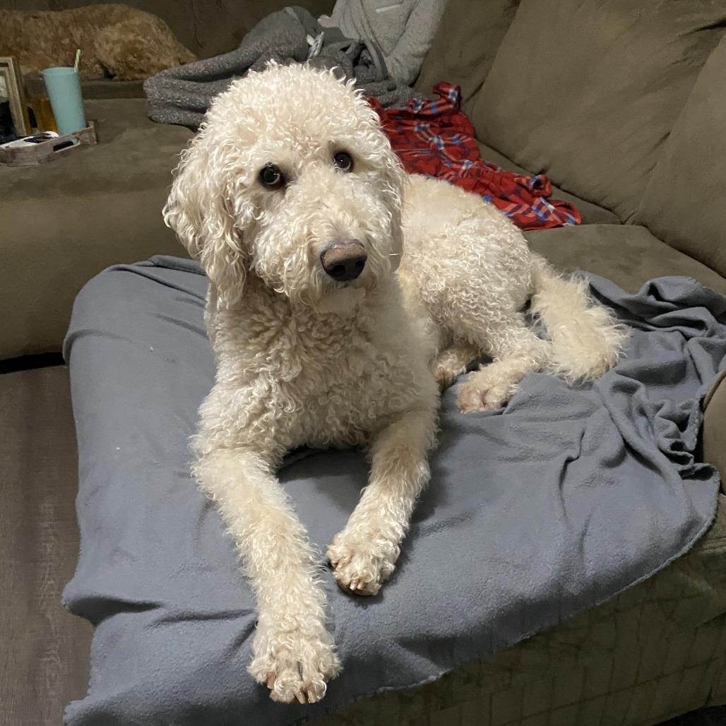 Willow - Home to Home photo
