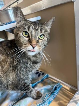 Georgia, Adoptable, Adult Female Domestic Short Hair & Domestic Short Hair.