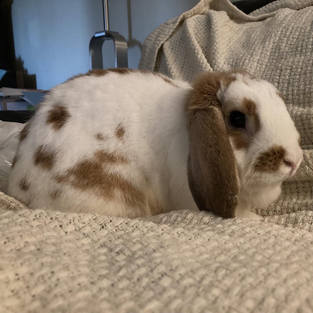Enlarge Rusty, a Adoptable Mini Lop in Baltimore, MD image 1/6