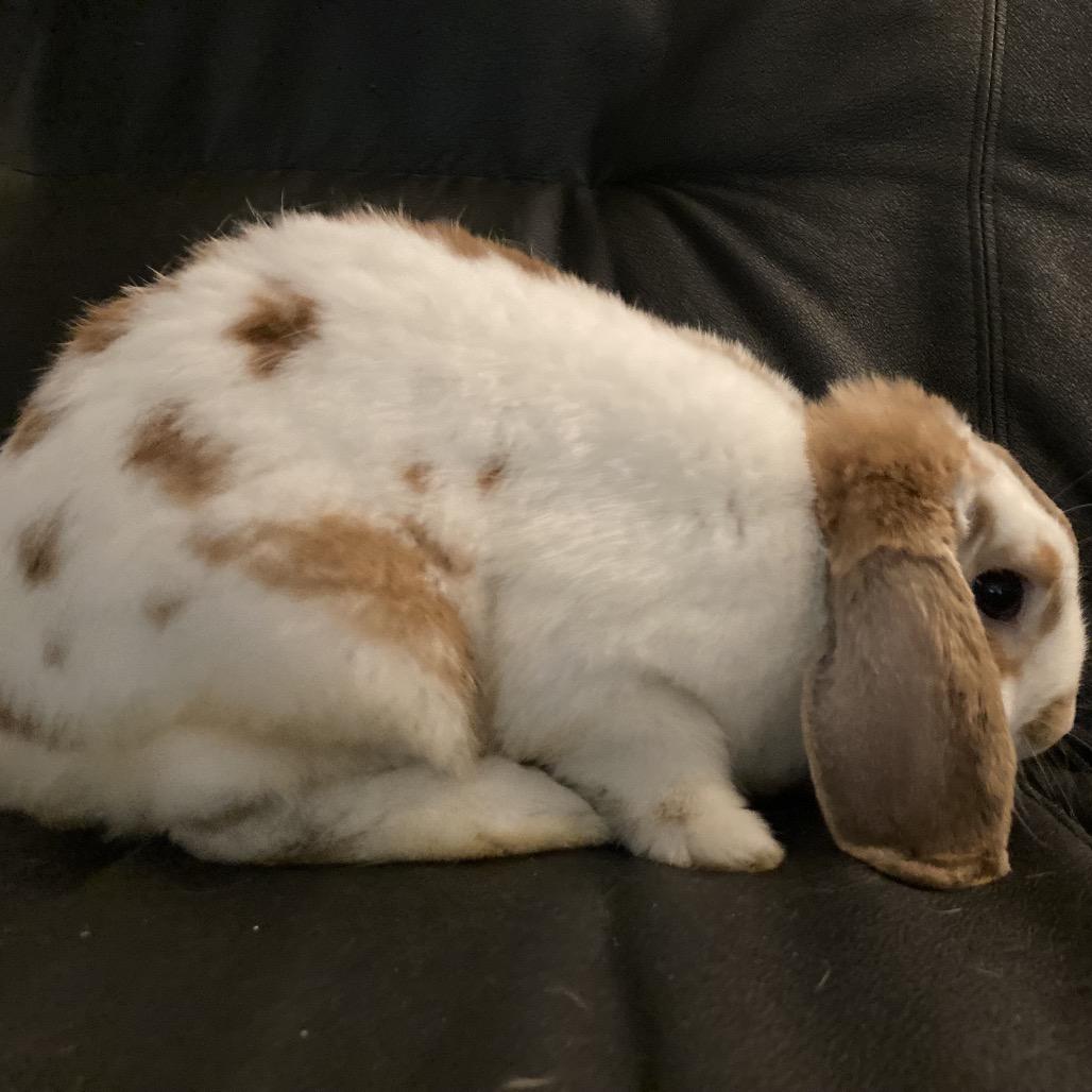 Enlarge Rusty, a Adoptable Mini Lop in Baltimore, MD image 2/6