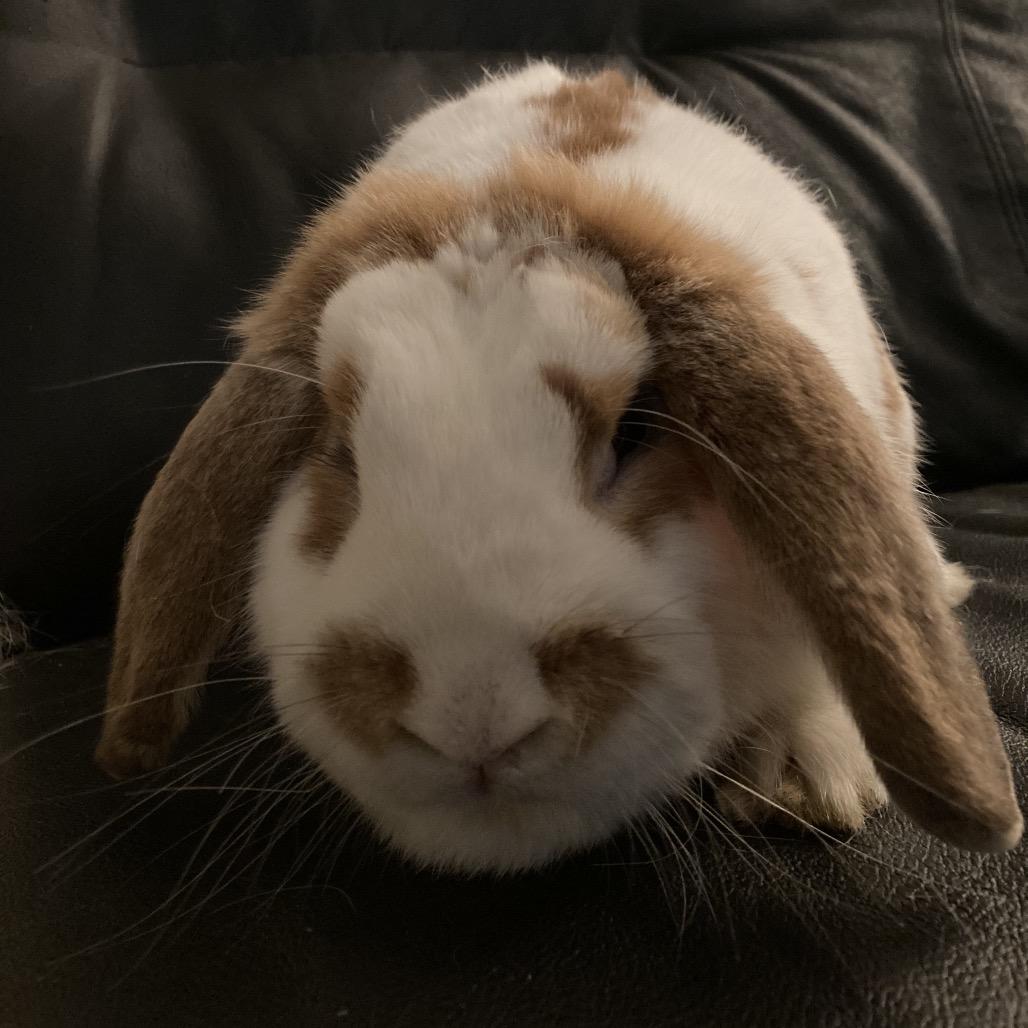Enlarge Rusty, a Adoptable Mini Lop in Baltimore, MD image 3/6