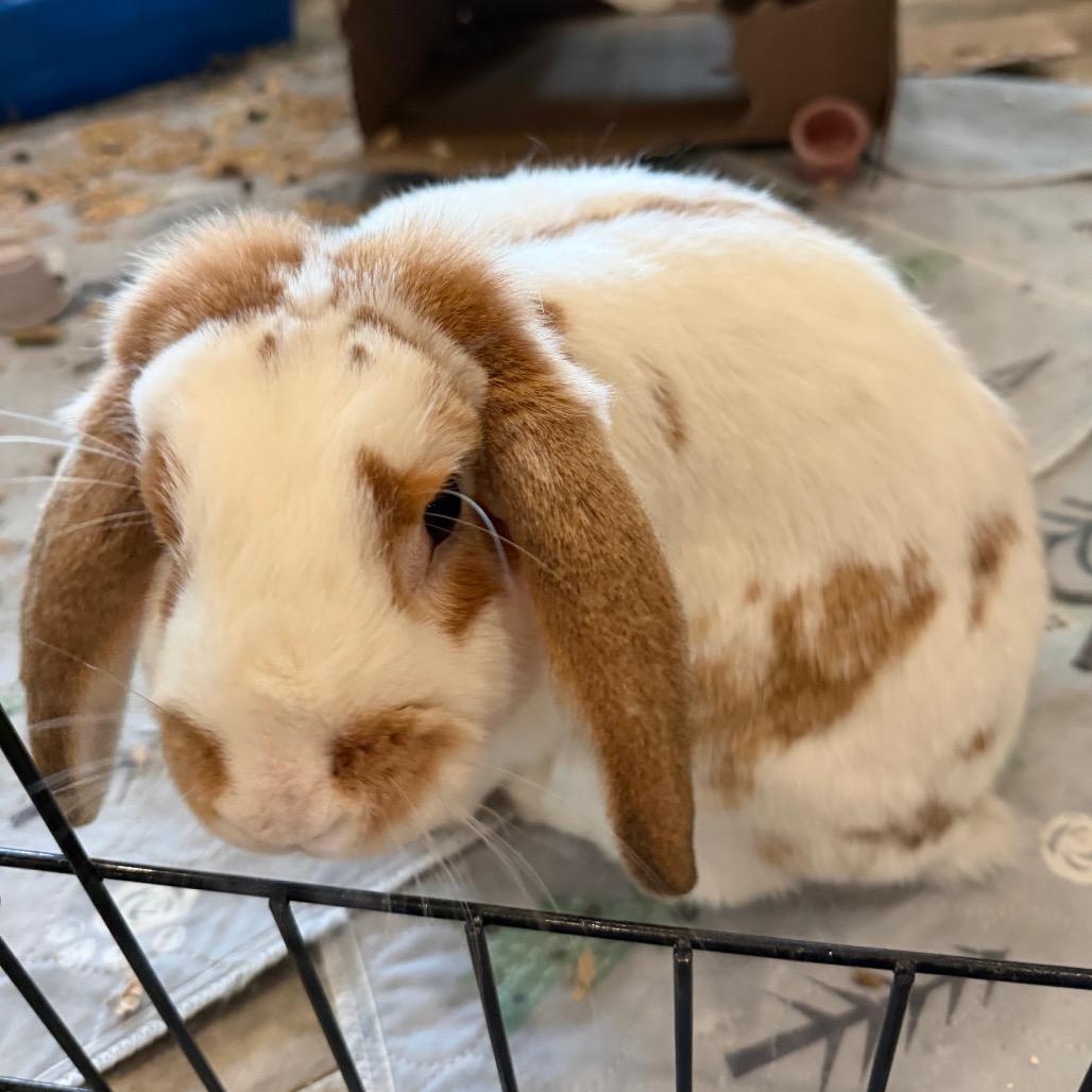 Enlarge Rusty, a Adoptable Mini Lop in Baltimore, MD image 6/6