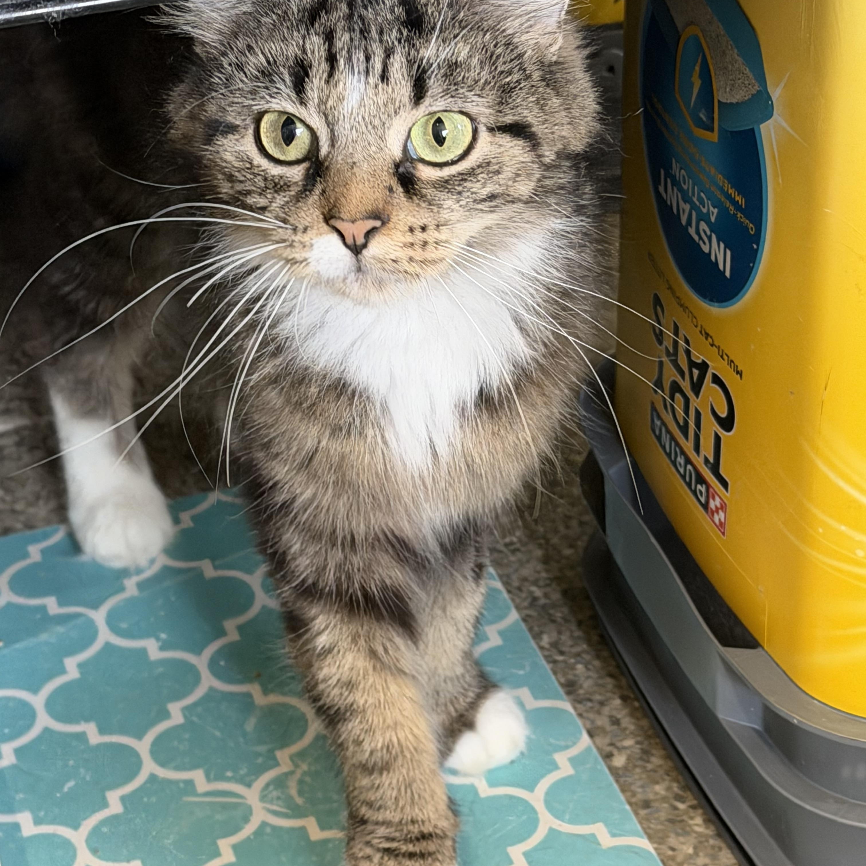 Enlarge Riley, a Adoptable Domestic Medium Hair in Warren, OH image 5/6