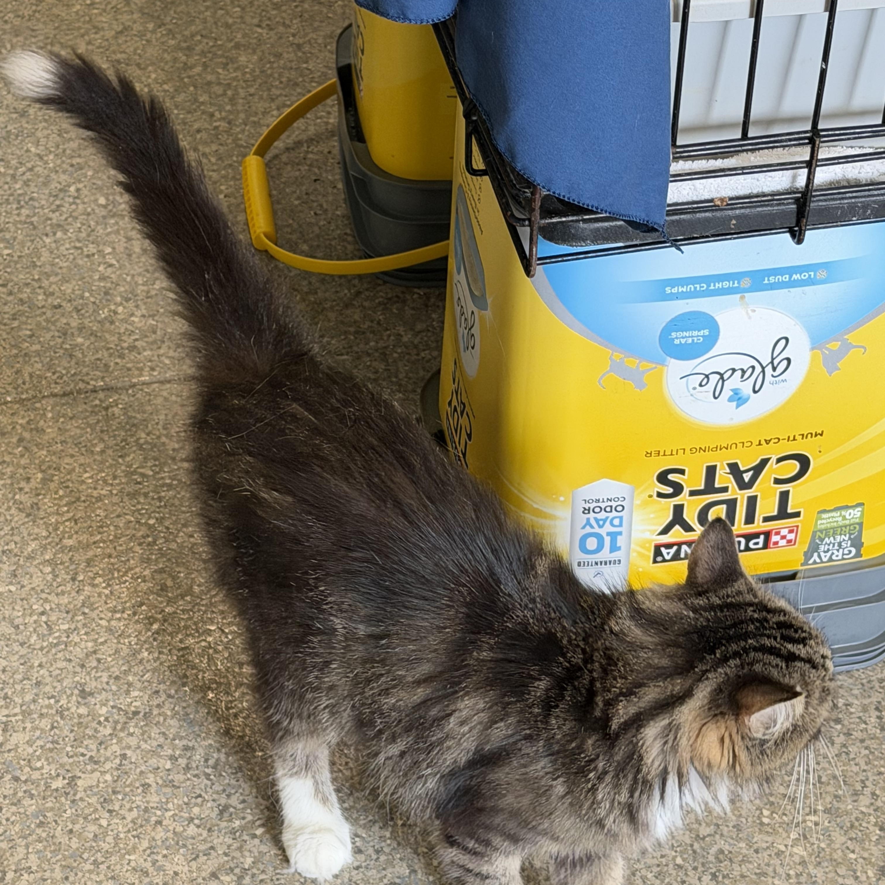 Enlarge Riley, a Adoptable Domestic Medium Hair in Warren, OH image 4/6