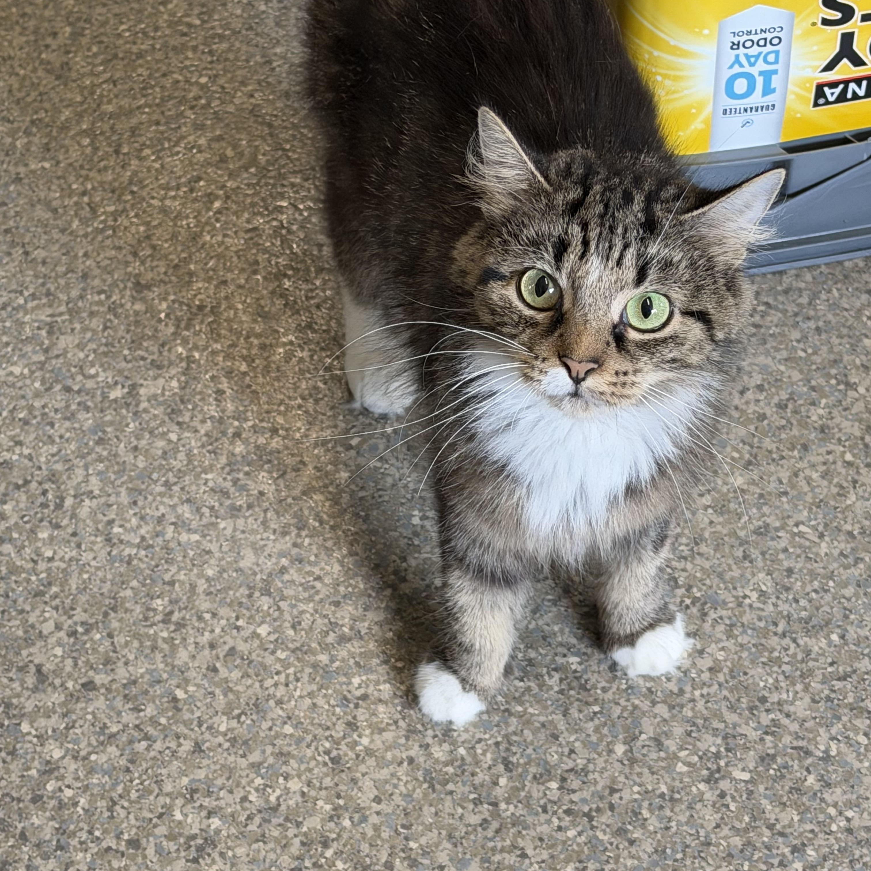 Enlarge Riley, a Adoptable Domestic Medium Hair in Warren, OH image 3/6
