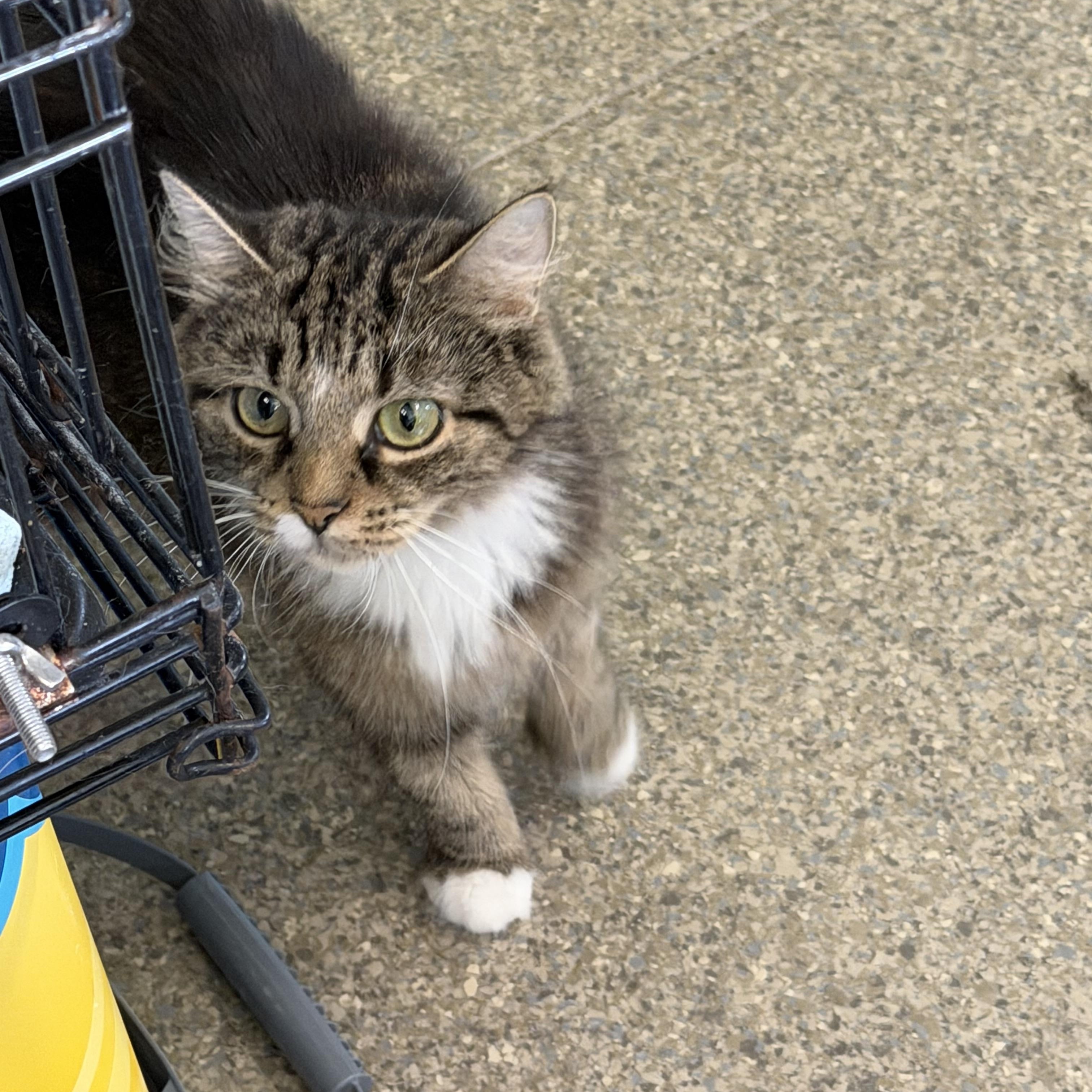 Enlarge Riley, a Adoptable Domestic Medium Hair in Warren, OH image 2/6