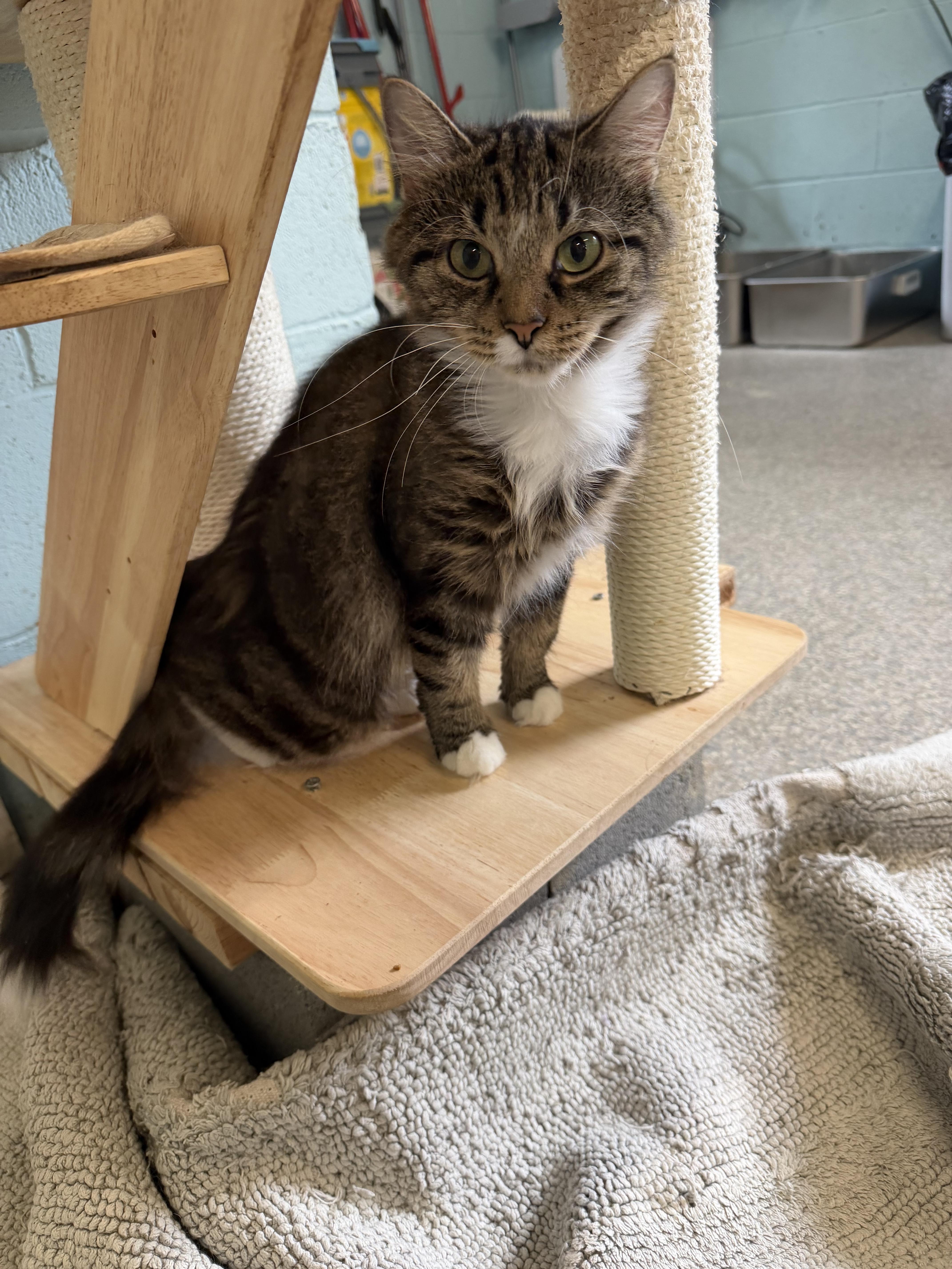 Enlarge Riley, a Adoptable Domestic Medium Hair in Warren, OH image 6/6