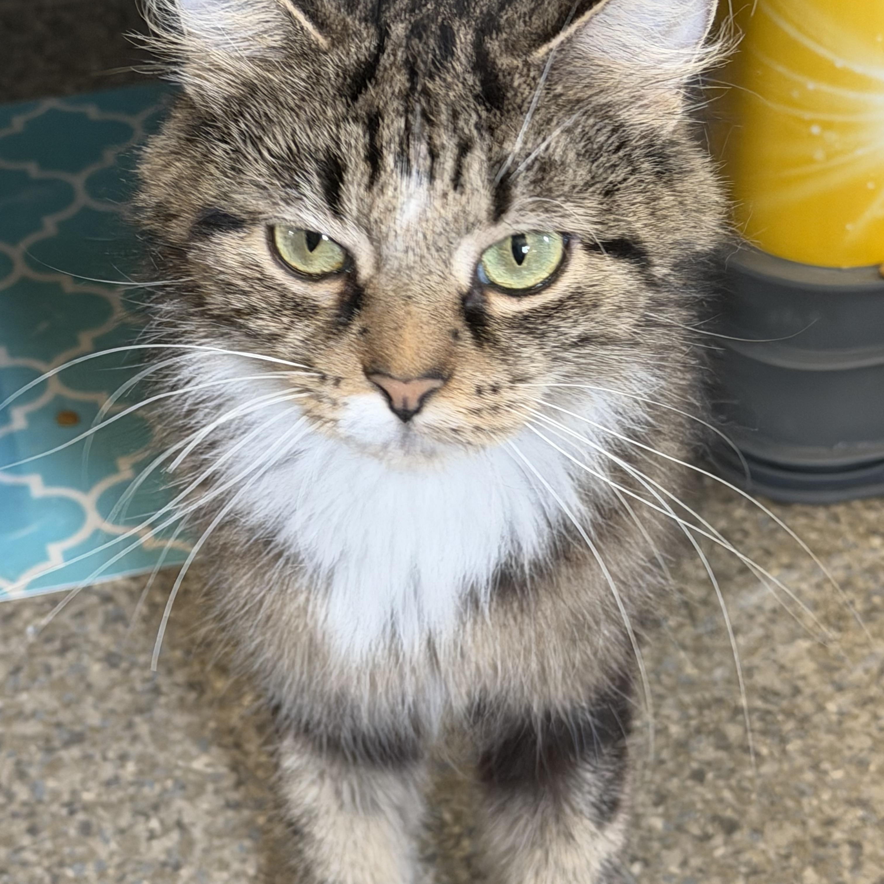 Riley, Adoptable, Young Female Domestic Medium Hair.
