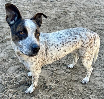 Bingo, Adoptable, Adult Female Australian Cattle Dog / Blue Heeler & Mixed Breed.