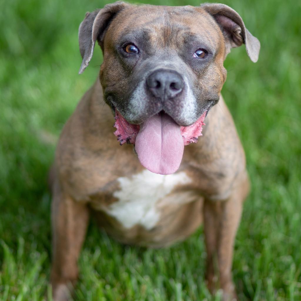 Enlarge Orc, a Adoptable mixed breed in Louisville, KY image 1/6