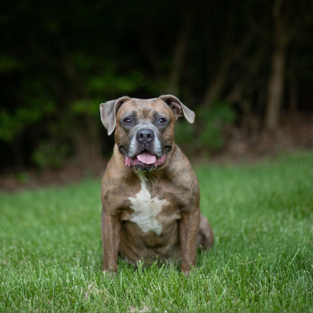 Enlarge Orc, a Adoptable mixed breed in Louisville, KY image 2/6