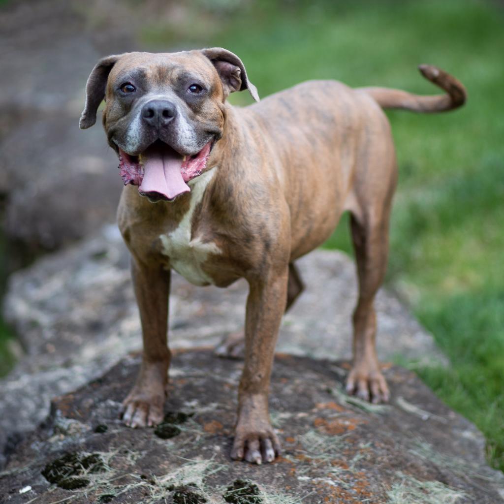 Enlarge Orc, a Adoptable mixed breed in Louisville, KY image 3/6