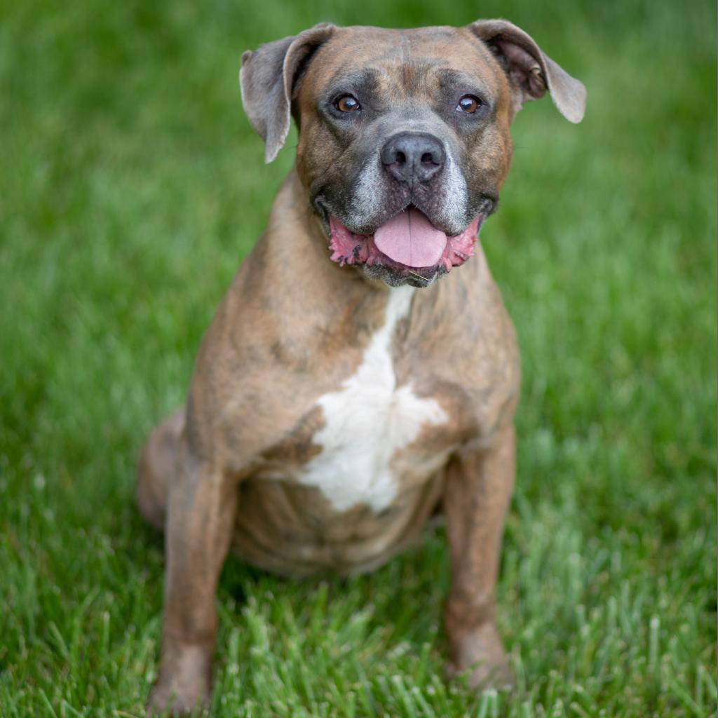 Enlarge Orc, a Adoptable mixed breed in Louisville, KY image 5/6