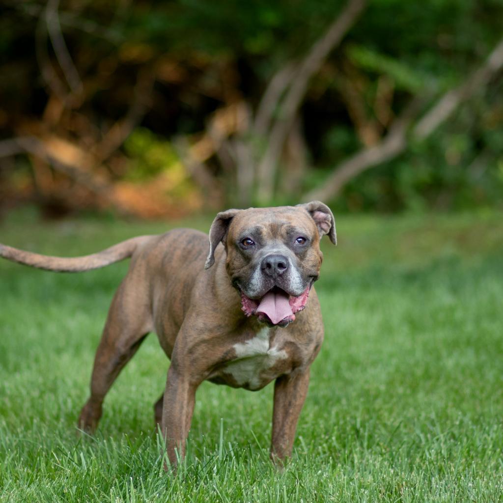 Enlarge Orc, a Adoptable mixed breed in Louisville, KY image 6/6