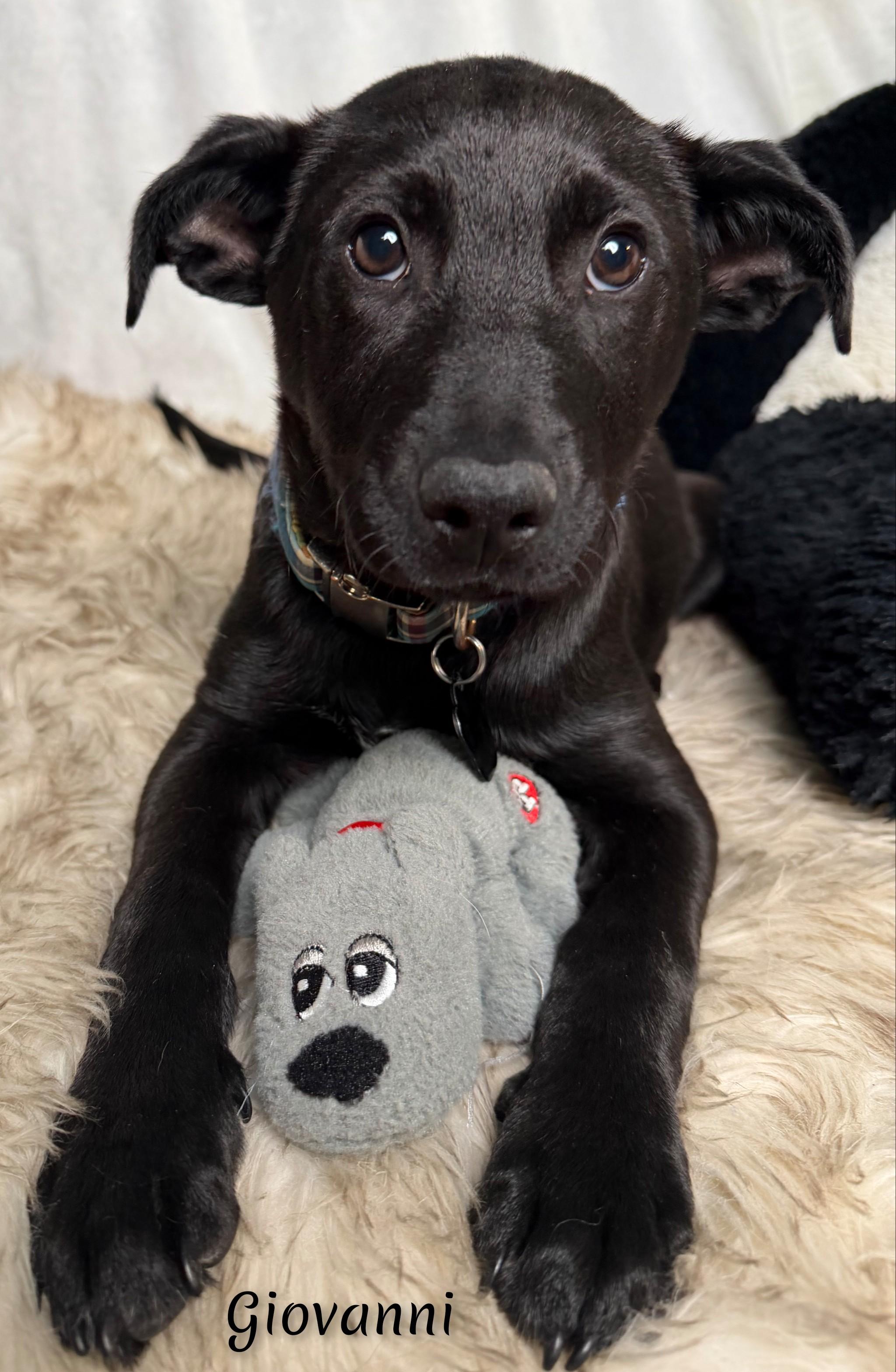 Giovanni , ADOPTABLE, Puppy Male Shepherd.
