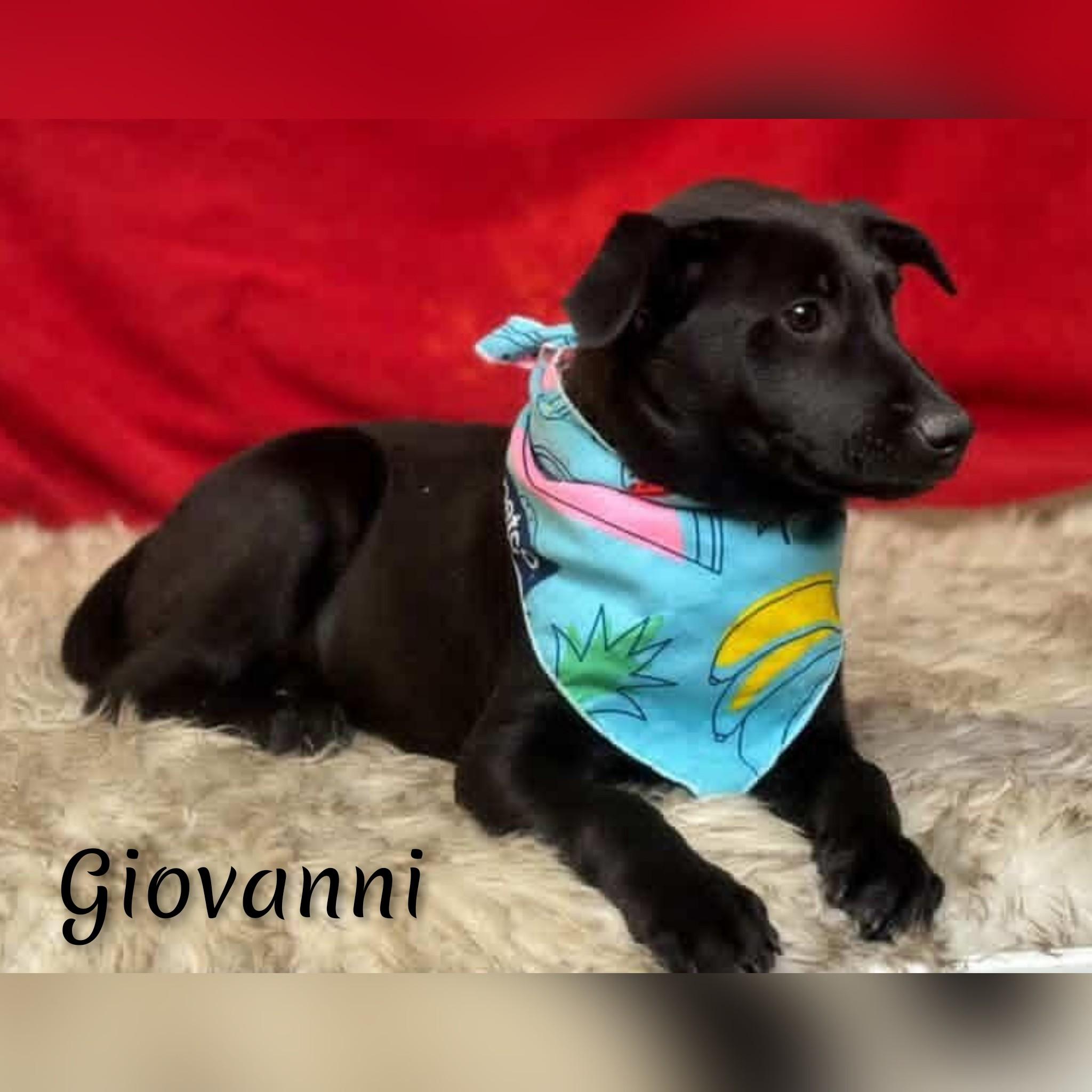 Enlarge Giovanni , a ADOPTABLE mixed breed in Fredericksburg, VA image 5/6