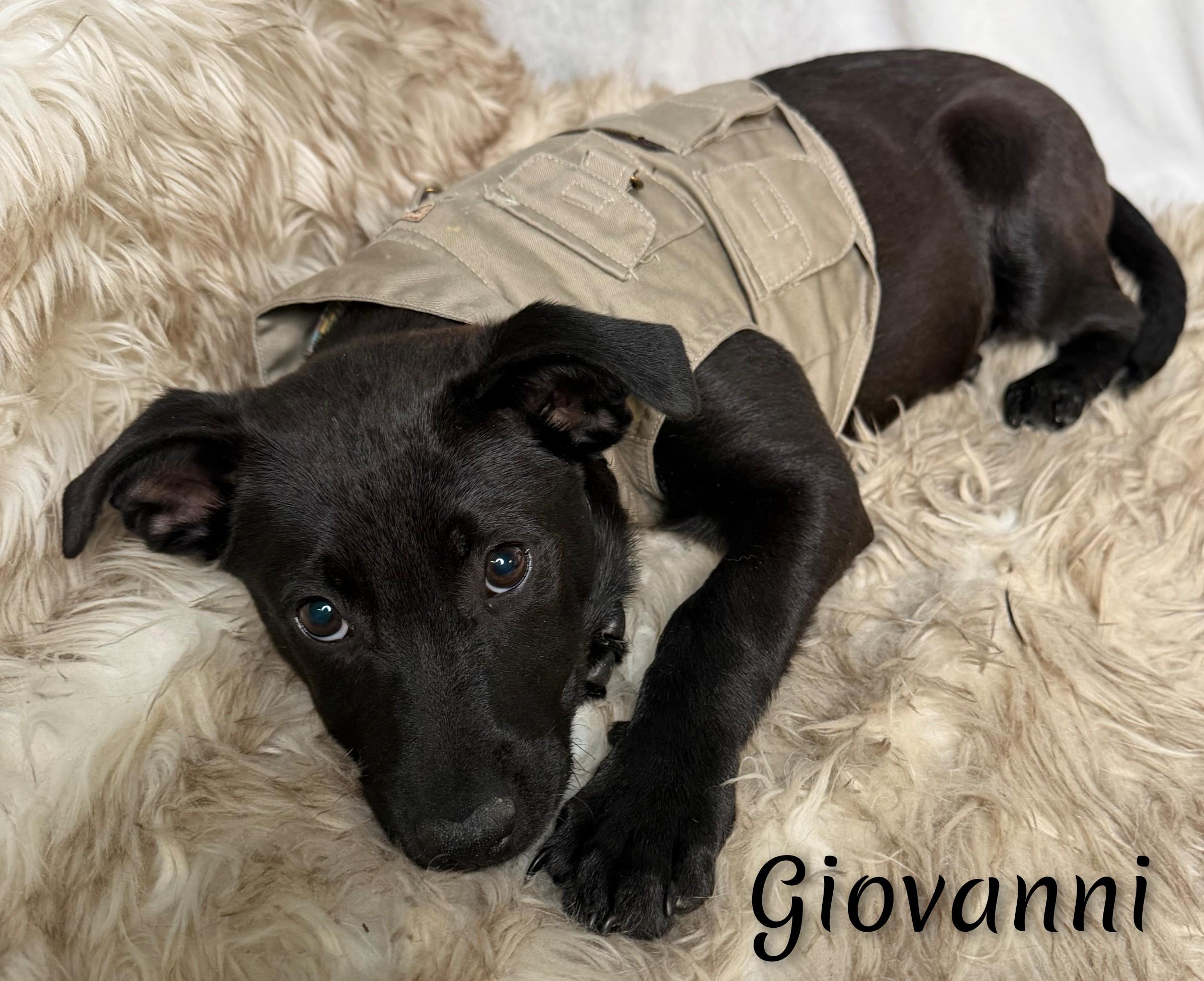 Enlarge Giovanni , a ADOPTABLE mixed breed in Fredericksburg, VA image 2/6