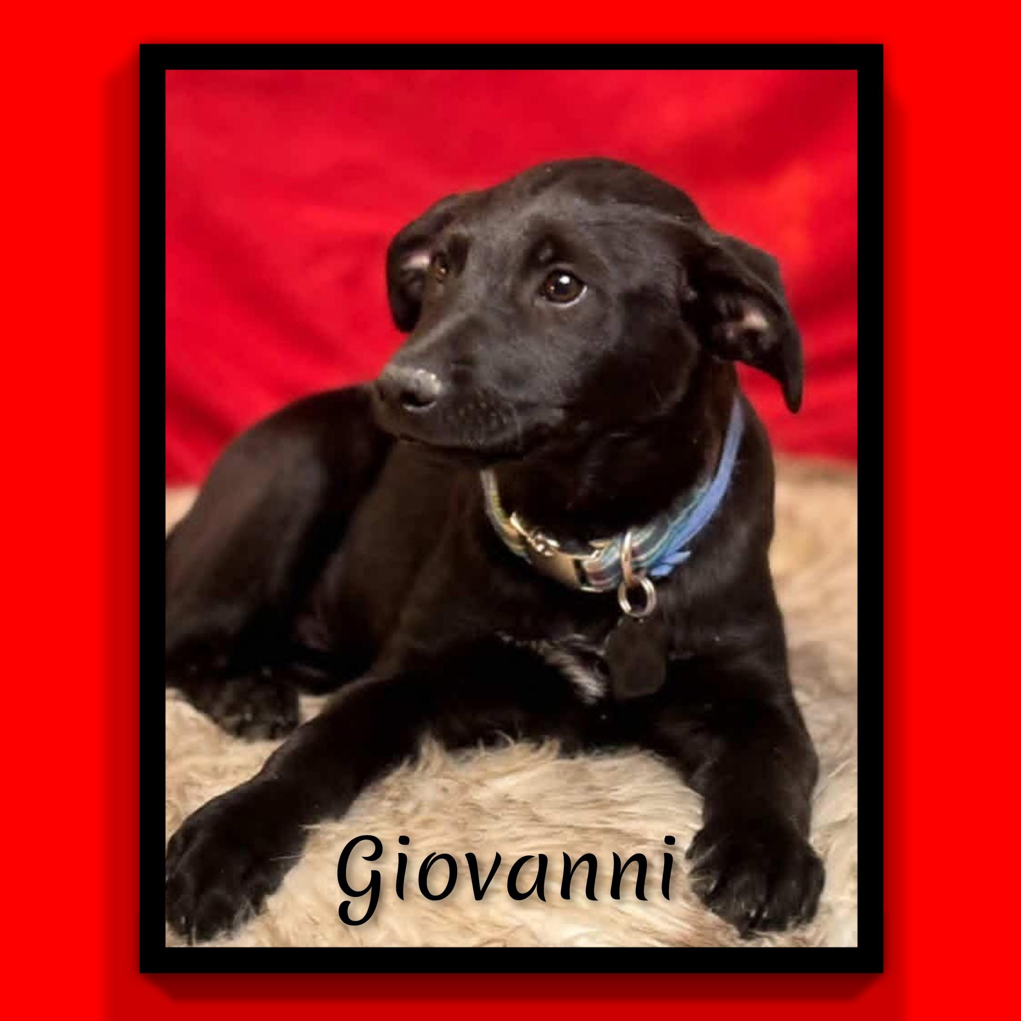 Enlarge Giovanni , a ADOPTABLE mixed breed in Fredericksburg, VA image 4/6