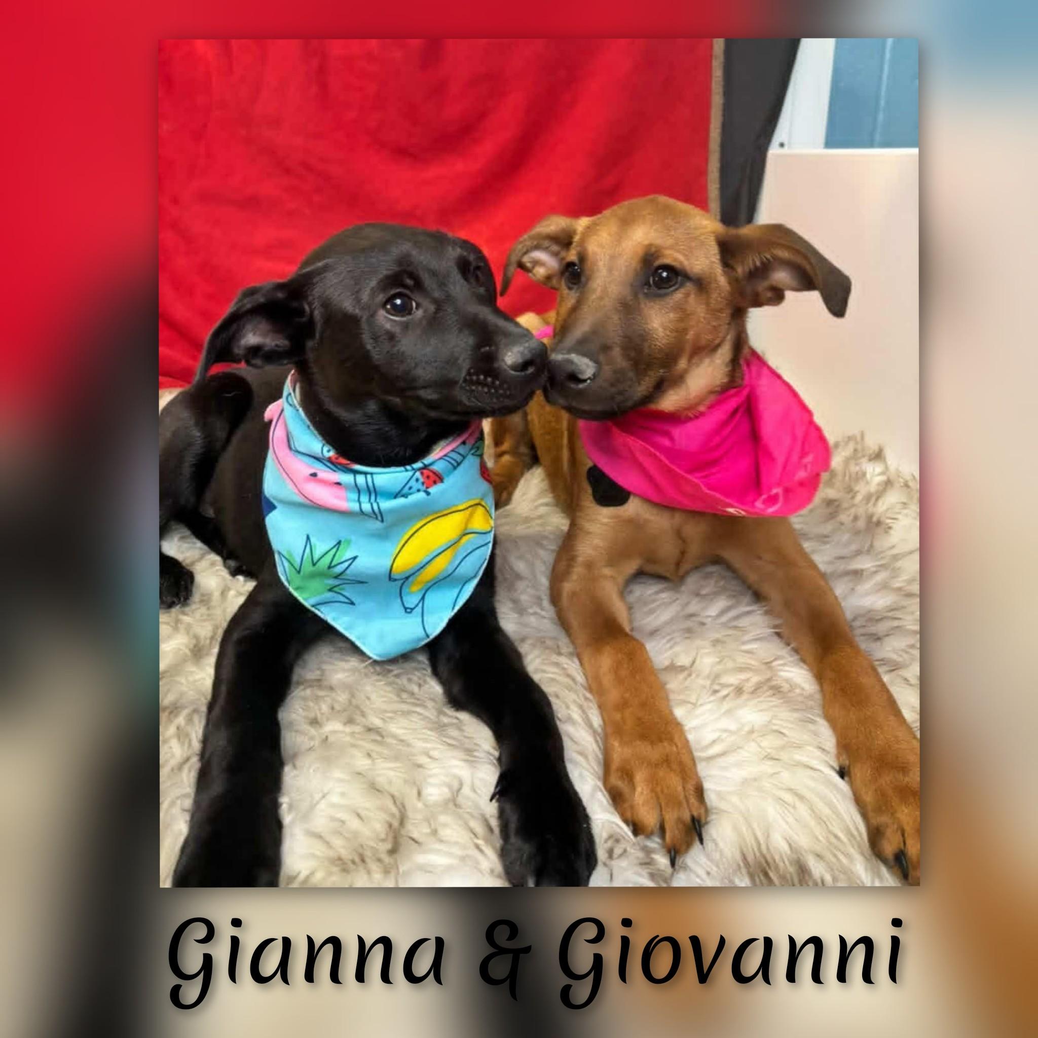 Enlarge Giovanni , a ADOPTABLE mixed breed in Fredericksburg, VA image 6/6