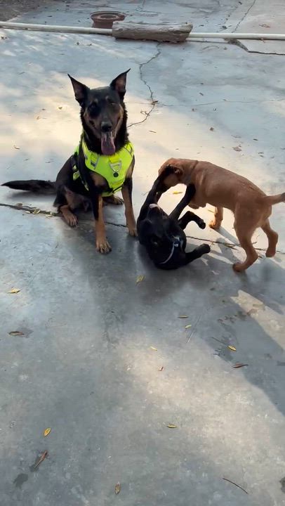 Enlarge Giovanni , a ADOPTABLE mixed breed in Fredericksburg, VA video 3/6
