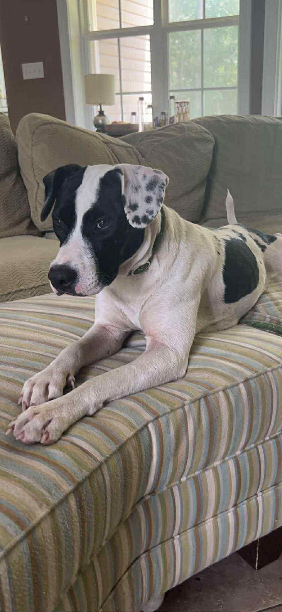 Enlarge Daisy Mae, a Adoptable mixed breed in Harrisburg, PA image 1/5